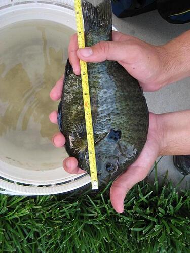 bluegill2.jpg