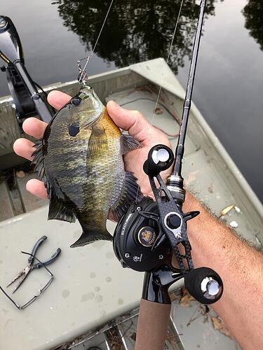 brim fishing poles forum Beetle Spin Follow Up - Panfish, Bream, Brim