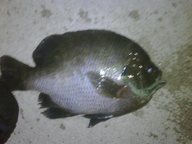 big gill.jpg