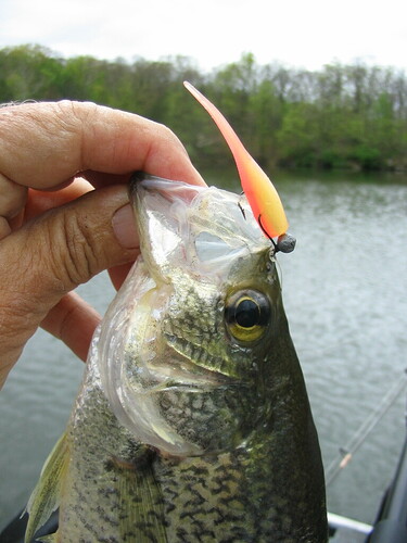 orange yellow spike tail crappie