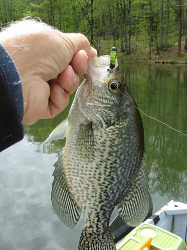 nice crappie on the pill
