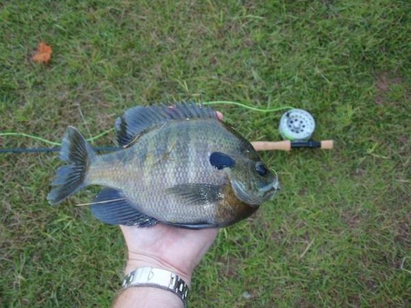 bluegill on fly8 copy.jpg