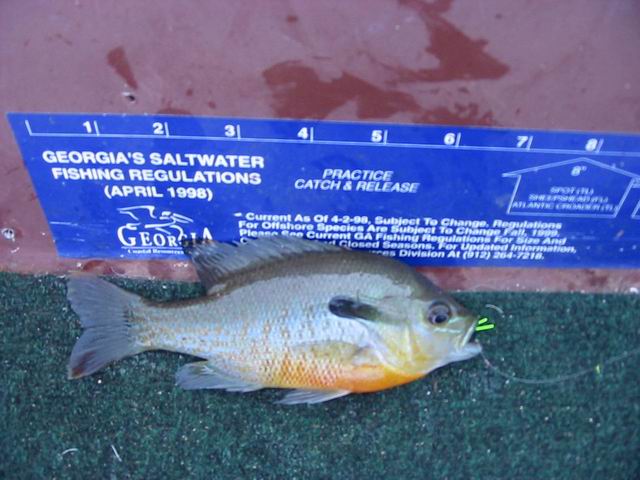 Resize of fish 011.jpg