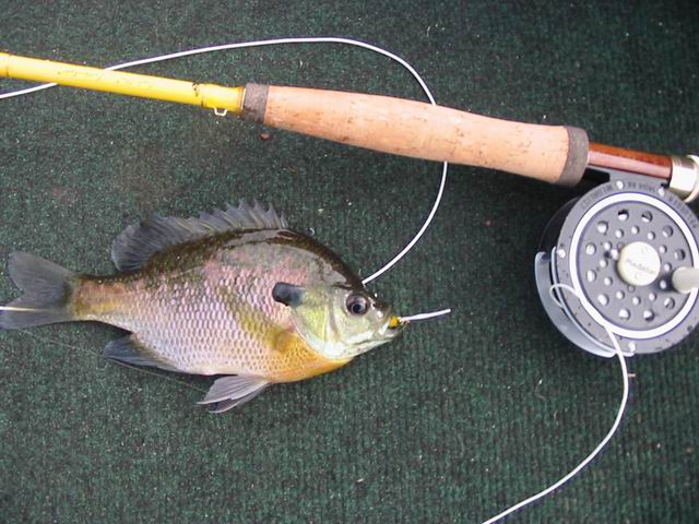 Resize of fish 004.jpg