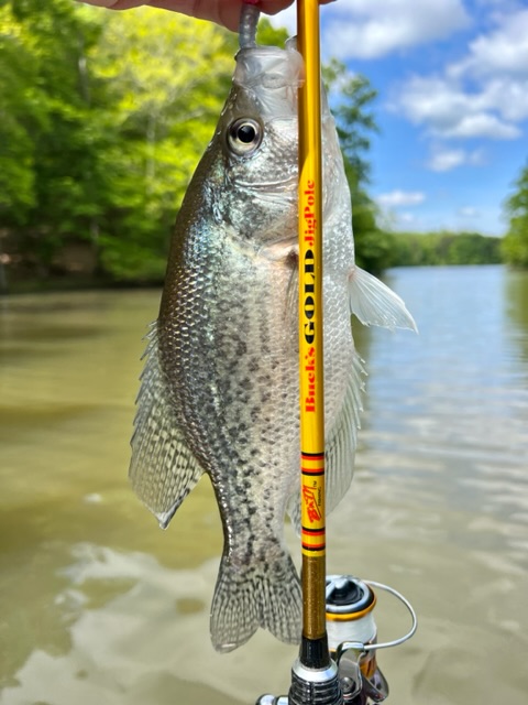 crappie fishing with jig pole Buck's Gold Jig Pole Review - Main Crappie Fishing Forum