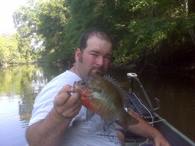 stud redbreast.JPG