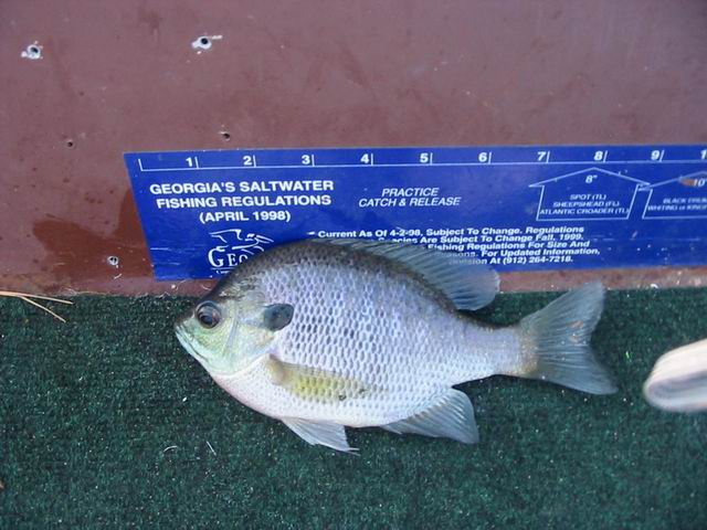 Resize of fish 010.jpg