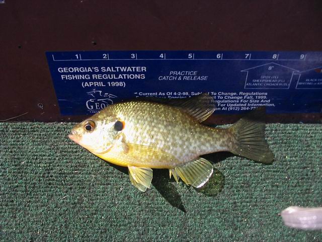 Resize of fish 006.jpg