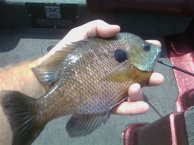 Bluegill1.JPG