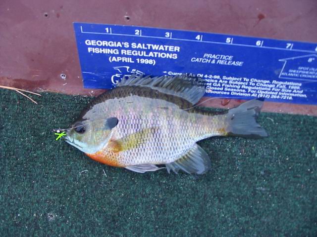 Resize of fish 012.jpg