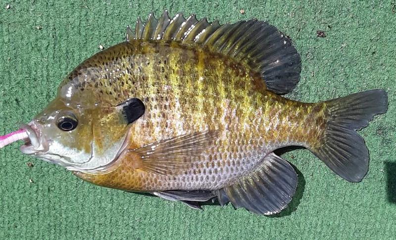 all fishing reels 3 Types of Fishing Reels and How to Use Them for Beginners