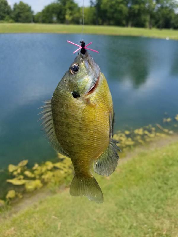 best pink fishing reel Slimecat Reels Pink